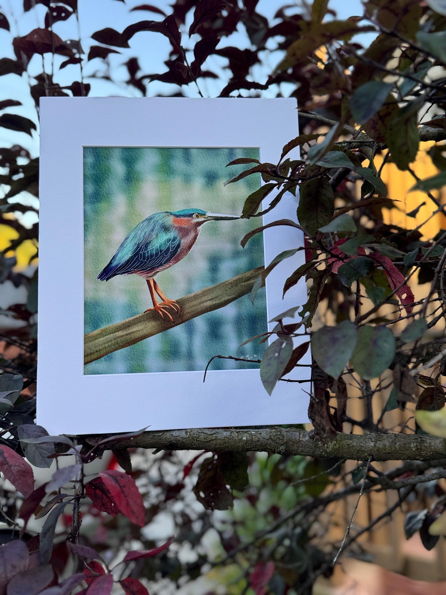 Bird Illustration_Green Heron_Watercolor Art Print